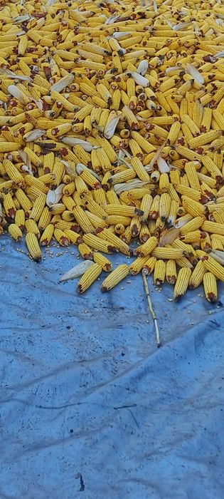 Porumb știuleți 2025