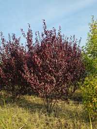 Prunus rosu,catalpa ,platan ,mestecan, tei