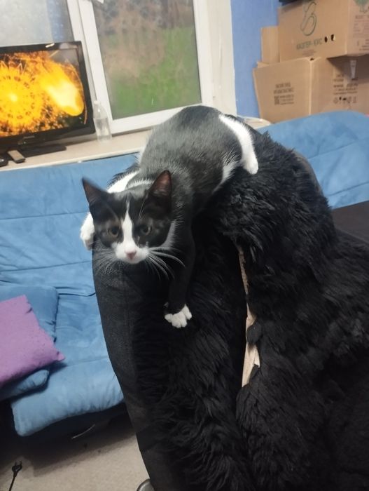 Котёнок Девочка в добрые руки