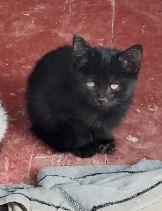 Чёрненький котенок