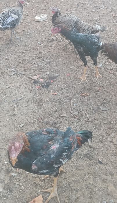 2 та дакан хуроз сотилади.