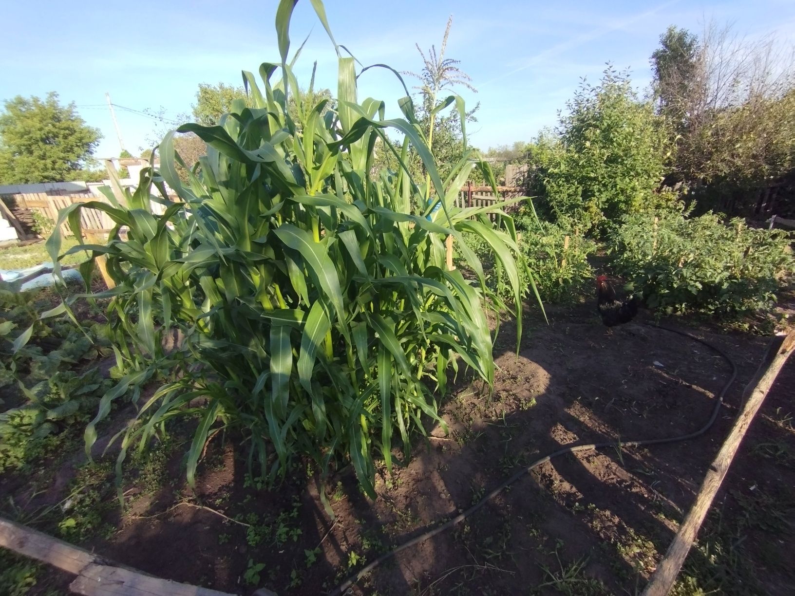 Продам жилую дачу