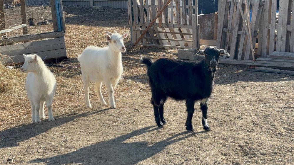 Шыбыштар сатылады штугы 40мын саудасы бар