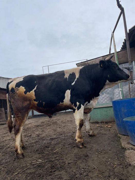 Бык племенной Голштин