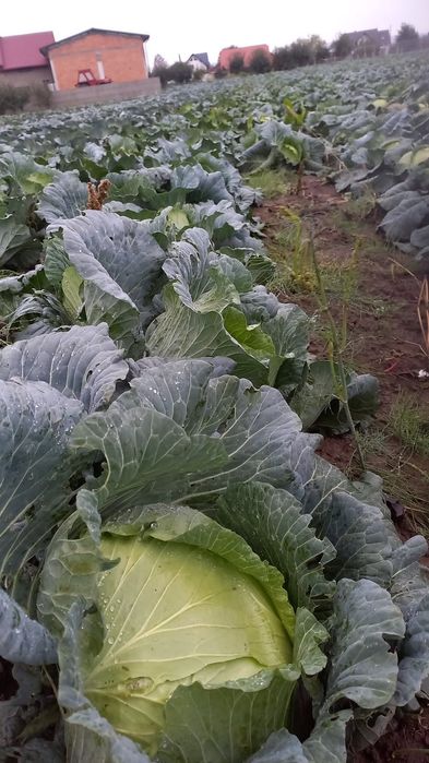 Vând varză de murat 1,8lei/kg.
