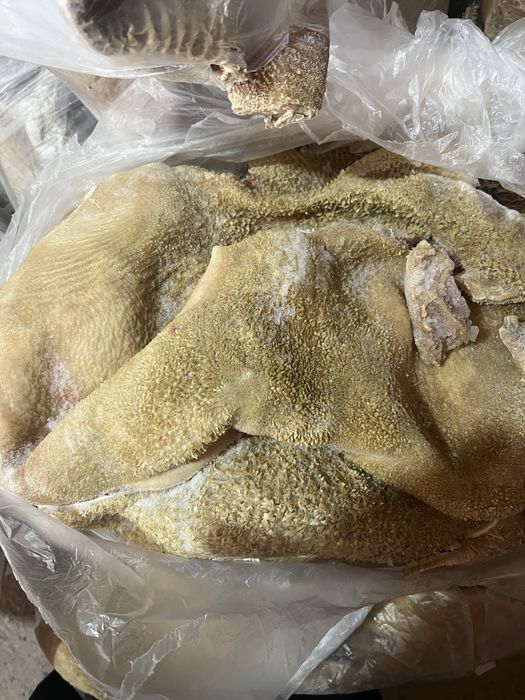 Продам говяжий рубец требуха чистая замытая