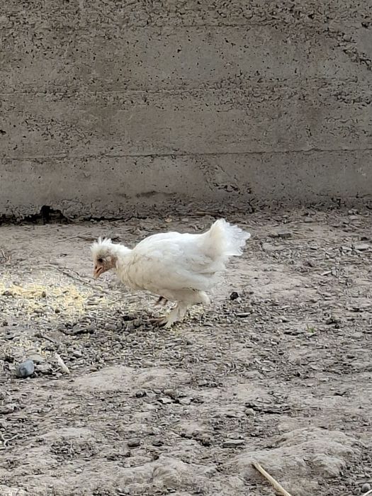 Икки ойлик асл зотли Японка жўжаларини