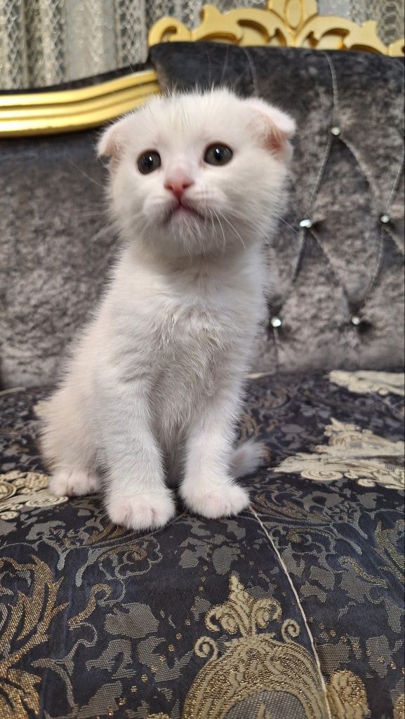 Котята (шотландский вислоухий)