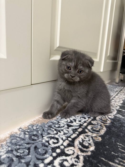 Продается котёнок (девочка 1,5 месяца)