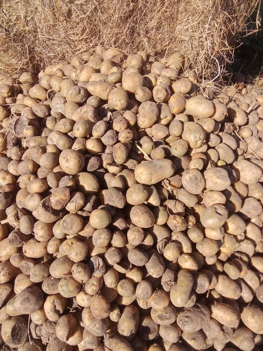 Продам кормовую картошку 10тг за 1кг
