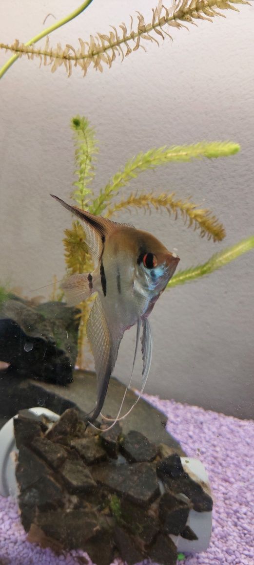Scalari pesti acvariu