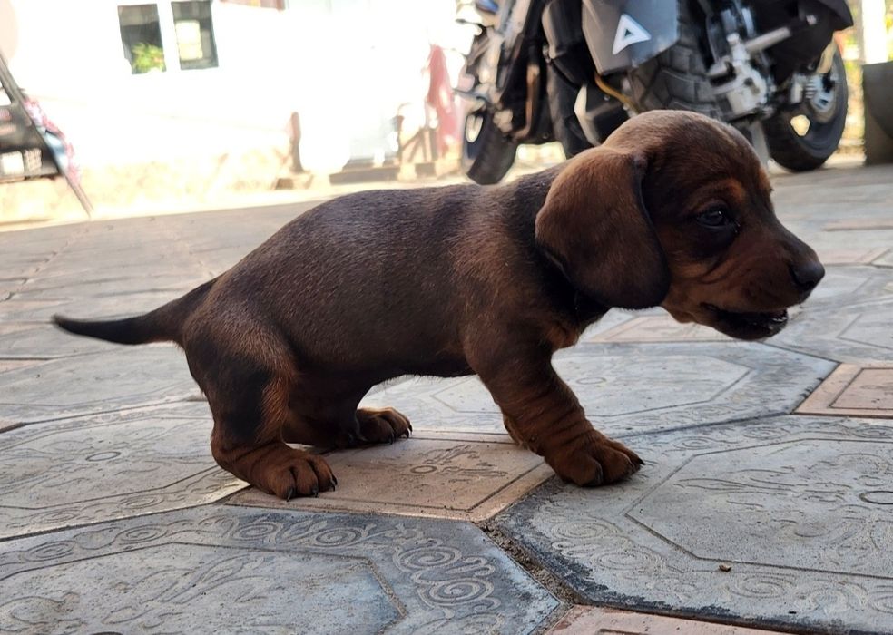 Недорого шенки такса