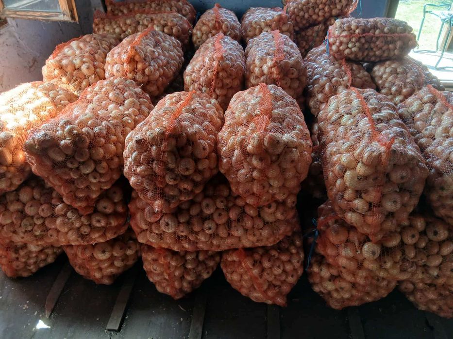 Vând ceapă galbenă.