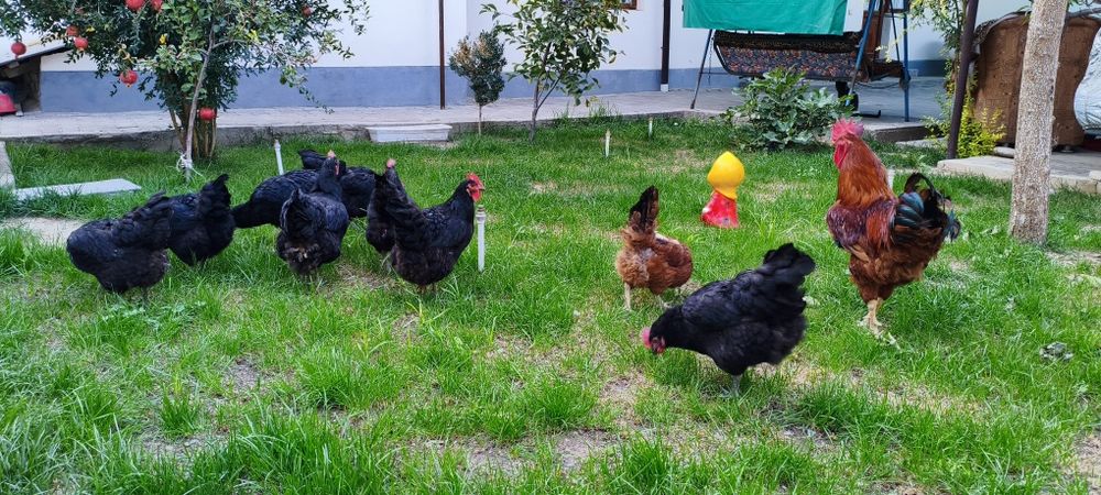Qora shaxzoda tovuqlar sotiladi