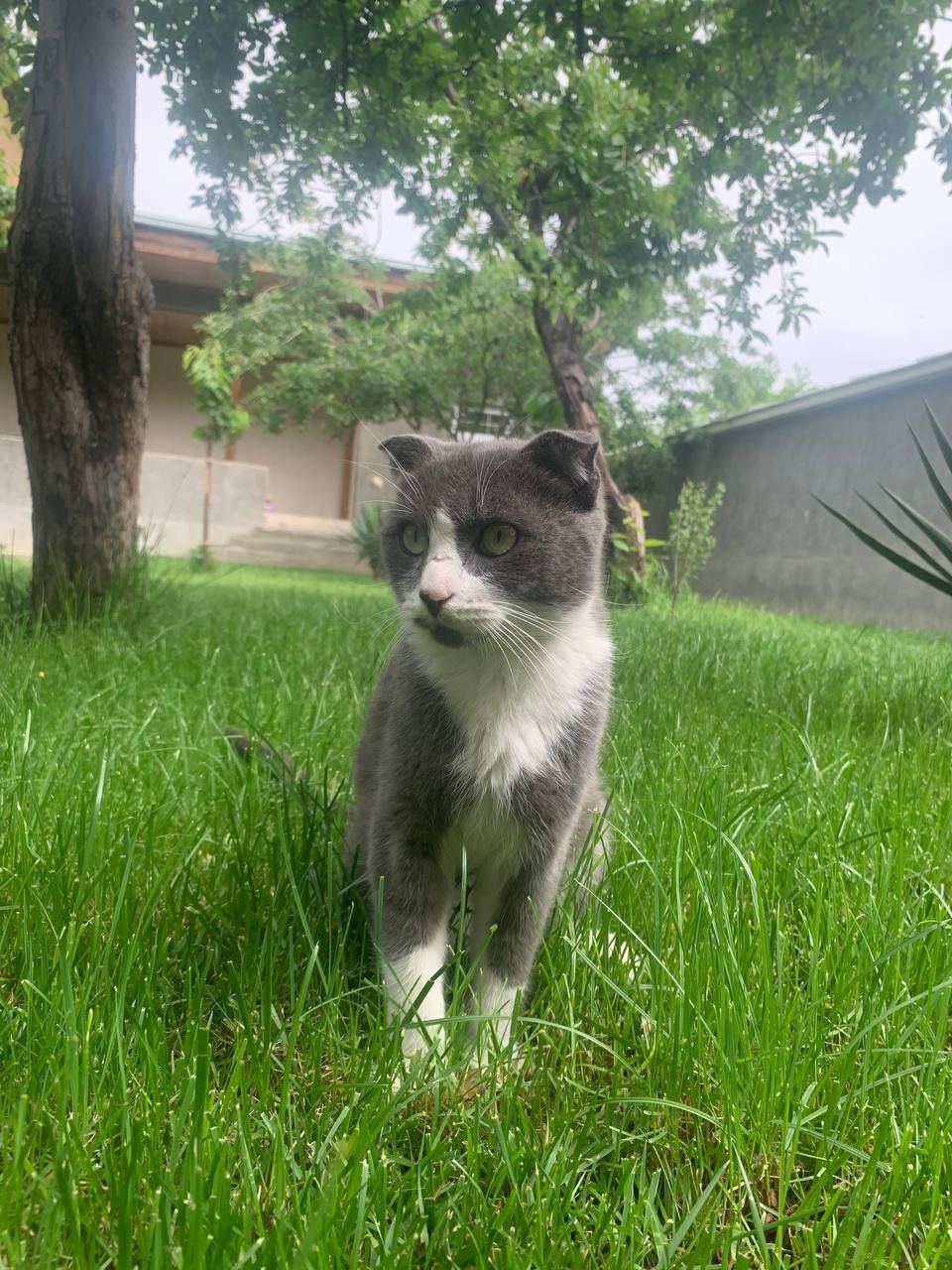 Scottish fold erkak