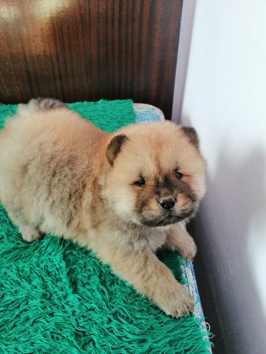 Животни кучета чау чау