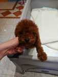 Pui Pudel Toy Red inchis mascul