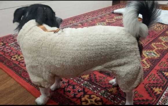 Теплый комбинезон для собак