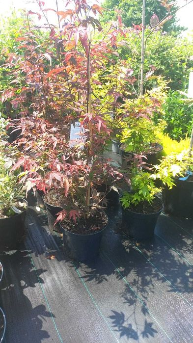 Plante ornamentale și fructiferi – Transformă-ți grădina cu noi!