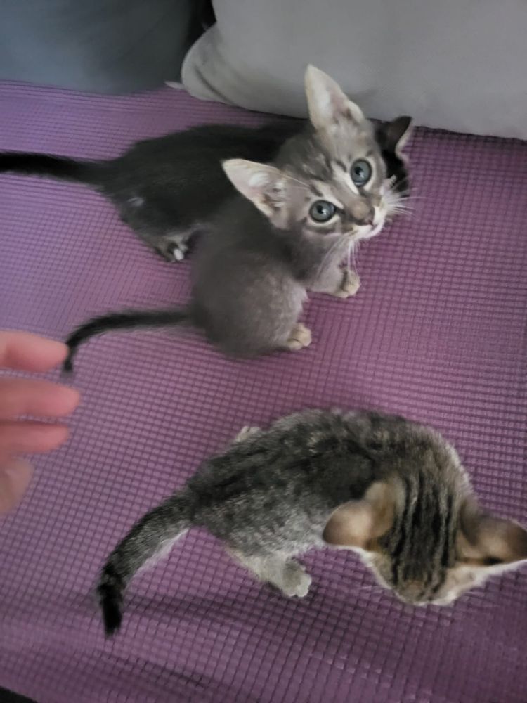 Dau pisicute spre adoptie