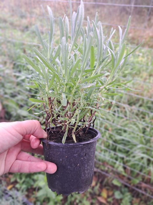 De vânzare lavandă