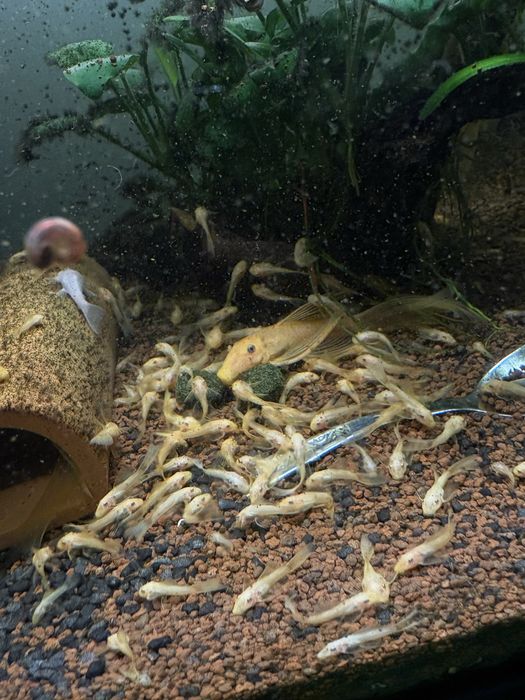 Vand pesti de acvariu ancistrusi l144 cu voalati