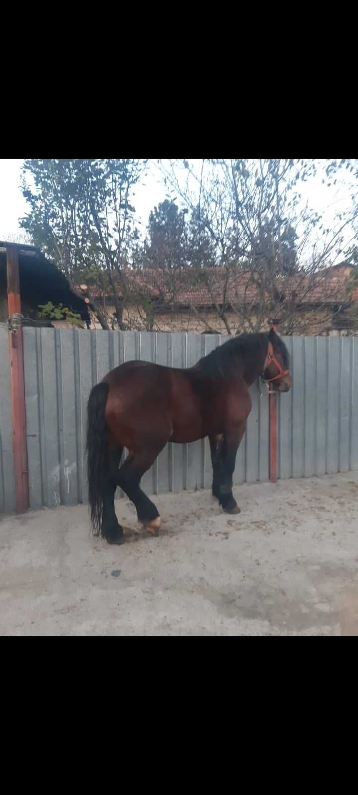 Armasar de vanzare