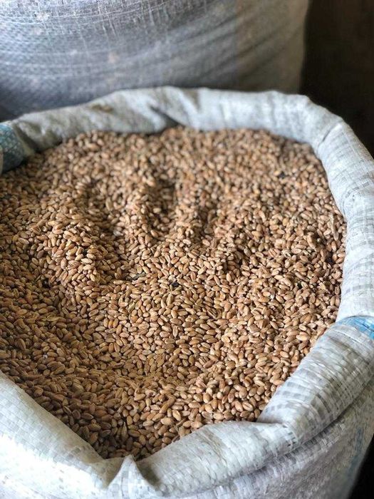 Пшеница фуражная. Продаем Пшеницу - Класса 4-5 (Бидай)