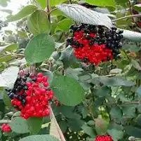 Продаются саженцы малины разных сортов