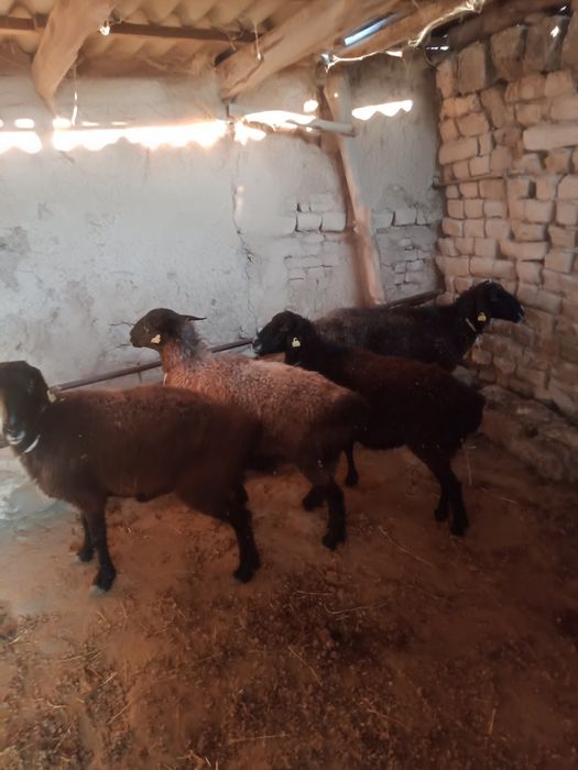 Қойлар сатылады. 4қой