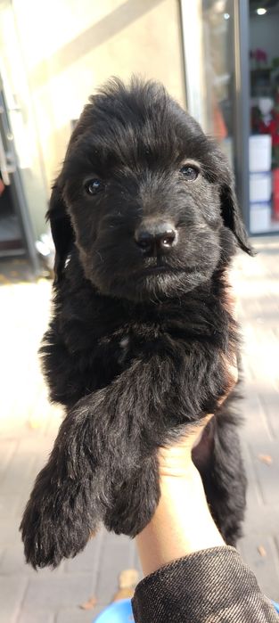 Продаются щенки породы русский охотничий спаниель