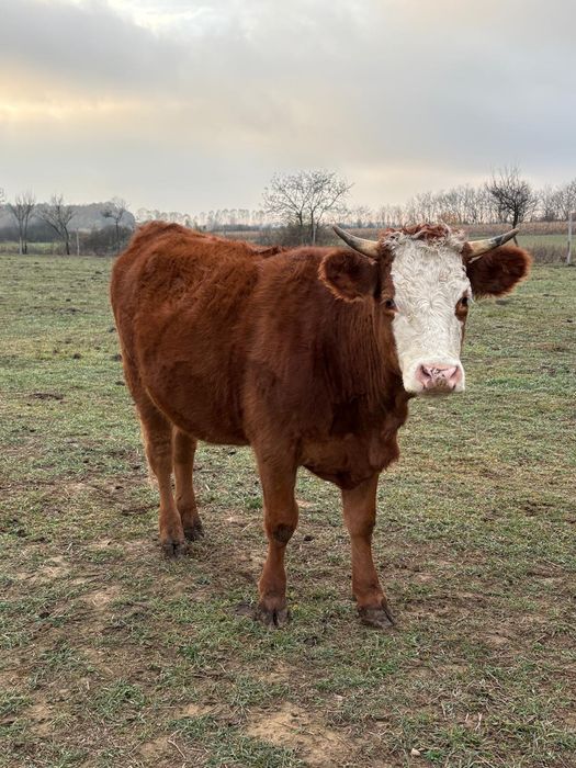 Vitele gestante de vanzare