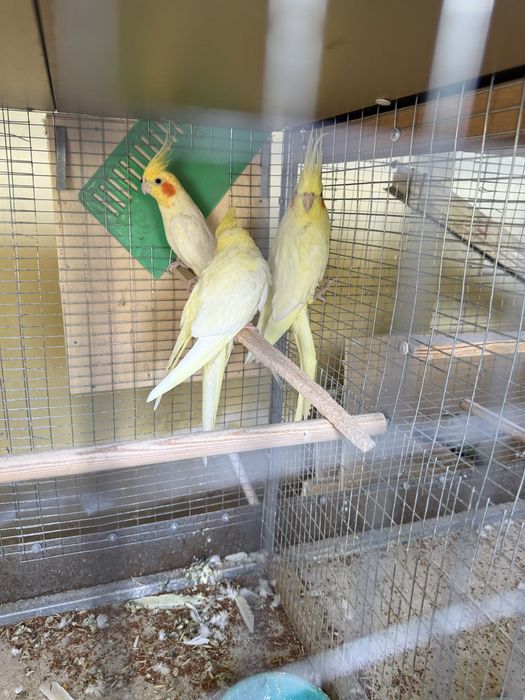 Продам папугай маска карилло