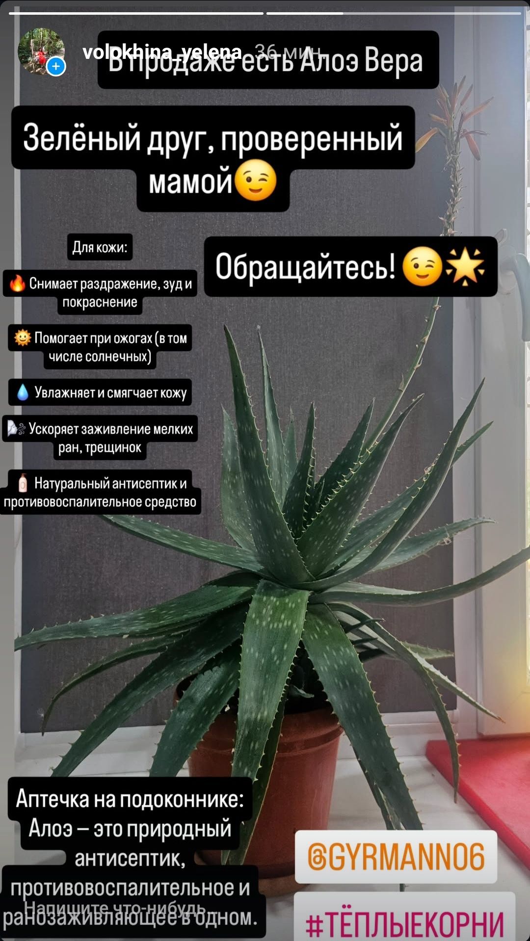 Продаю алоэ вера — живое, ухоженное растение.
Отличный вариант для дом
