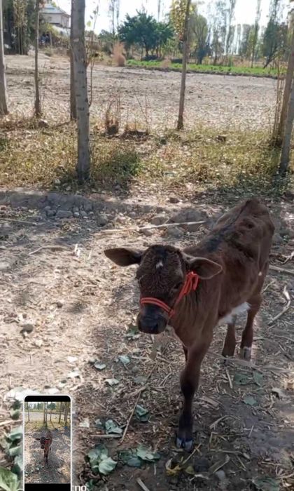 Sog'in sigir sotiladi. Bolasi urg'ochi 2 yarim oylik. Yeb ichishi zo'r