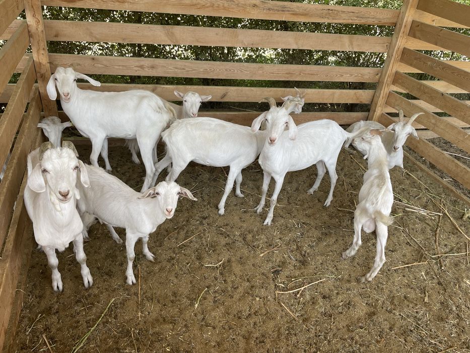 Ешкі, қоз, лақ. Козы молочные, порода заанинская