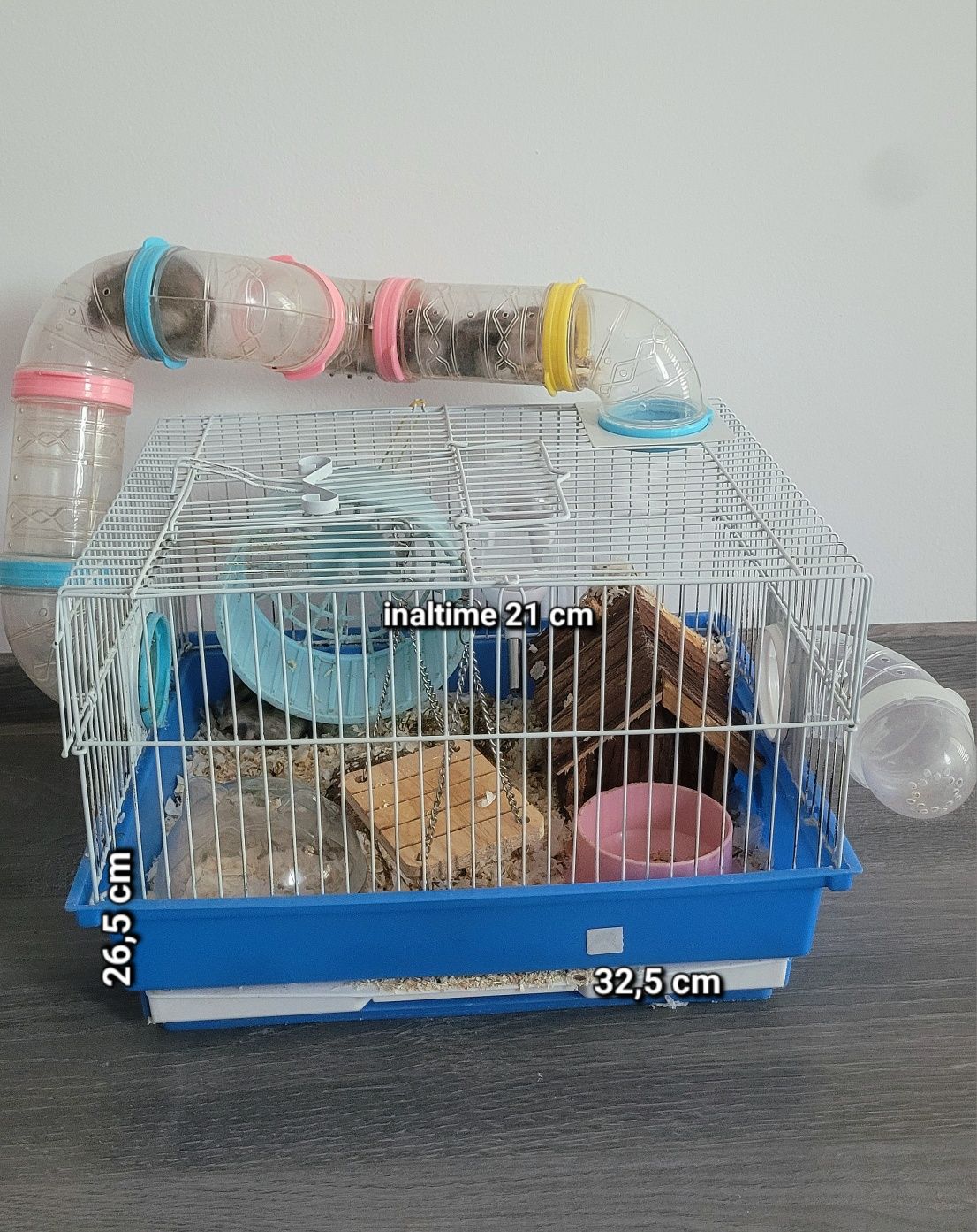 Hamsteri pitici siberieni