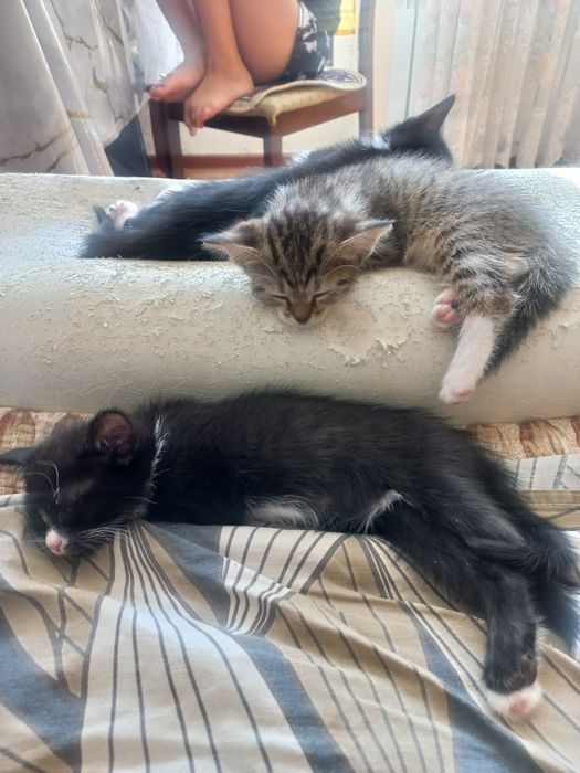 Отдам в добрые руки..котята.