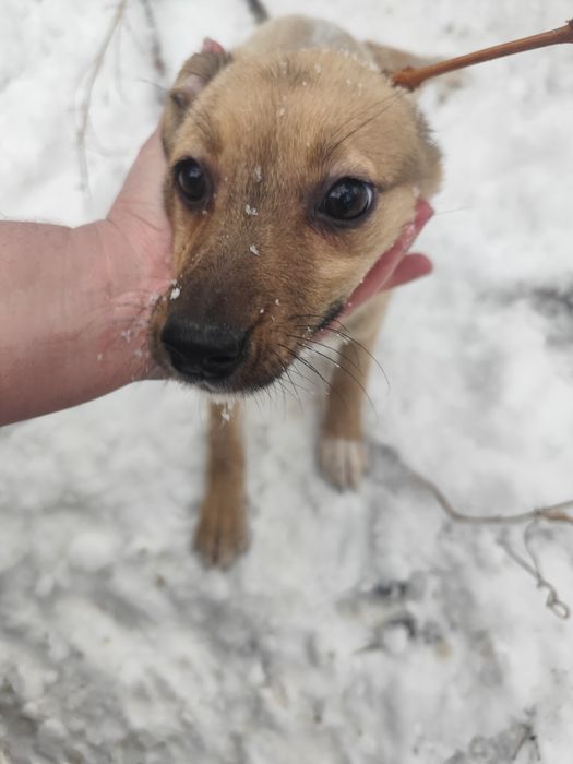 Щенок девочка 3 месяца ищет дом