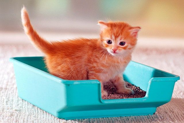24/7 Лоток и наполнитель для котят