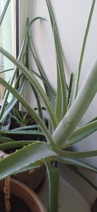 Продам комнатные цветы