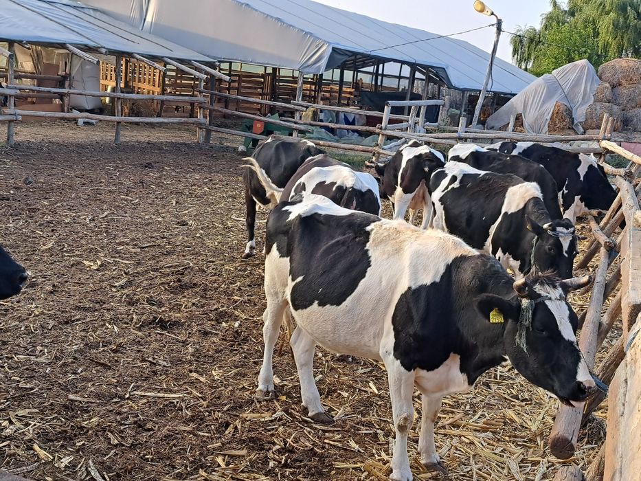 Vand vaci COP Baltata cu Negru Romaneasca, Taur Monta, Vitele origine