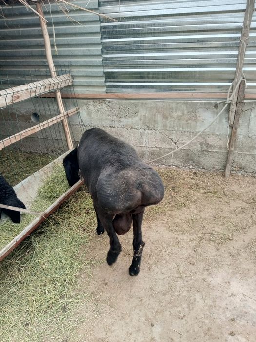 Арашан ку́чкор сотилади