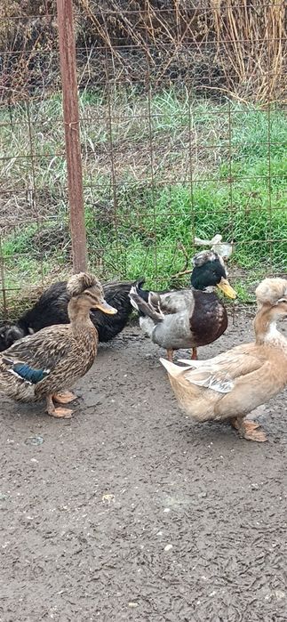 Rățoi moțat de vânzare