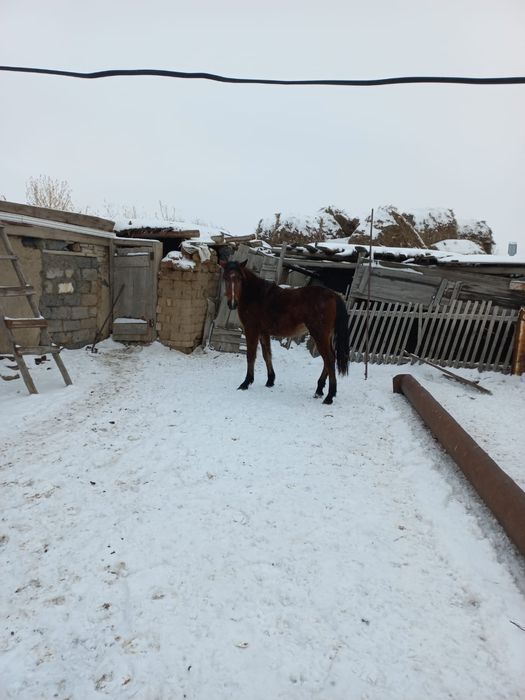 Семіз тайлар сатылады