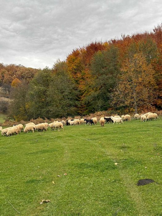 Oi frumoase de ținut