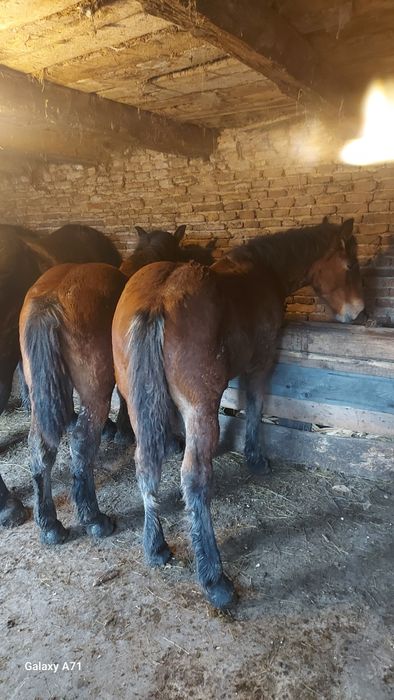 " Vând urgent 2 manzuții de 4 si 5 luni .mânzuta și mânz