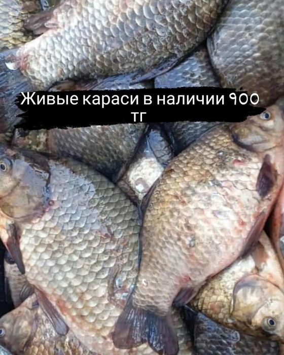 Свежая рыба Сазан, карась с доставкой до дверей