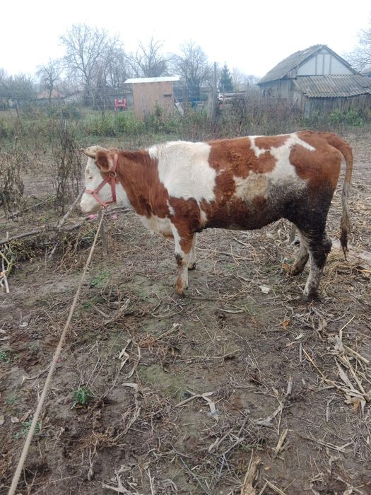 Vând juncă Bălțata Românească