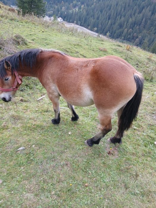 Vând mânză de 1 an jumătate